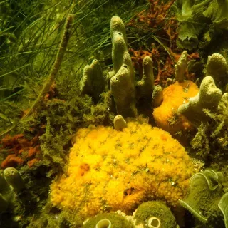 thumbnail for publication: Marine Ecosystems